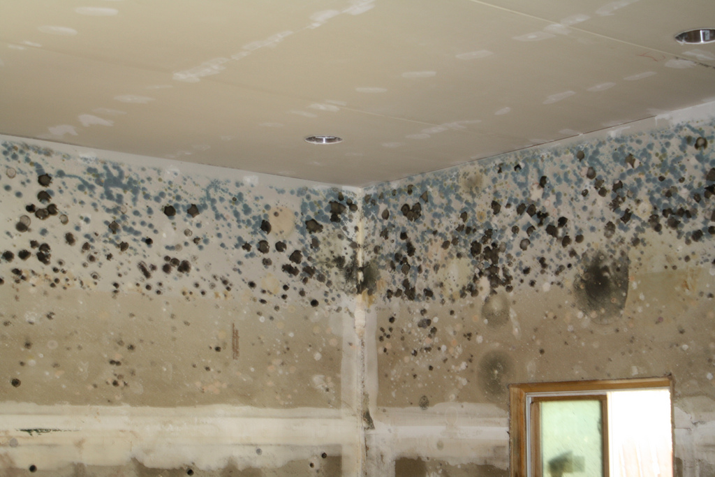 What does mold look like? Mold removal company Charlotte